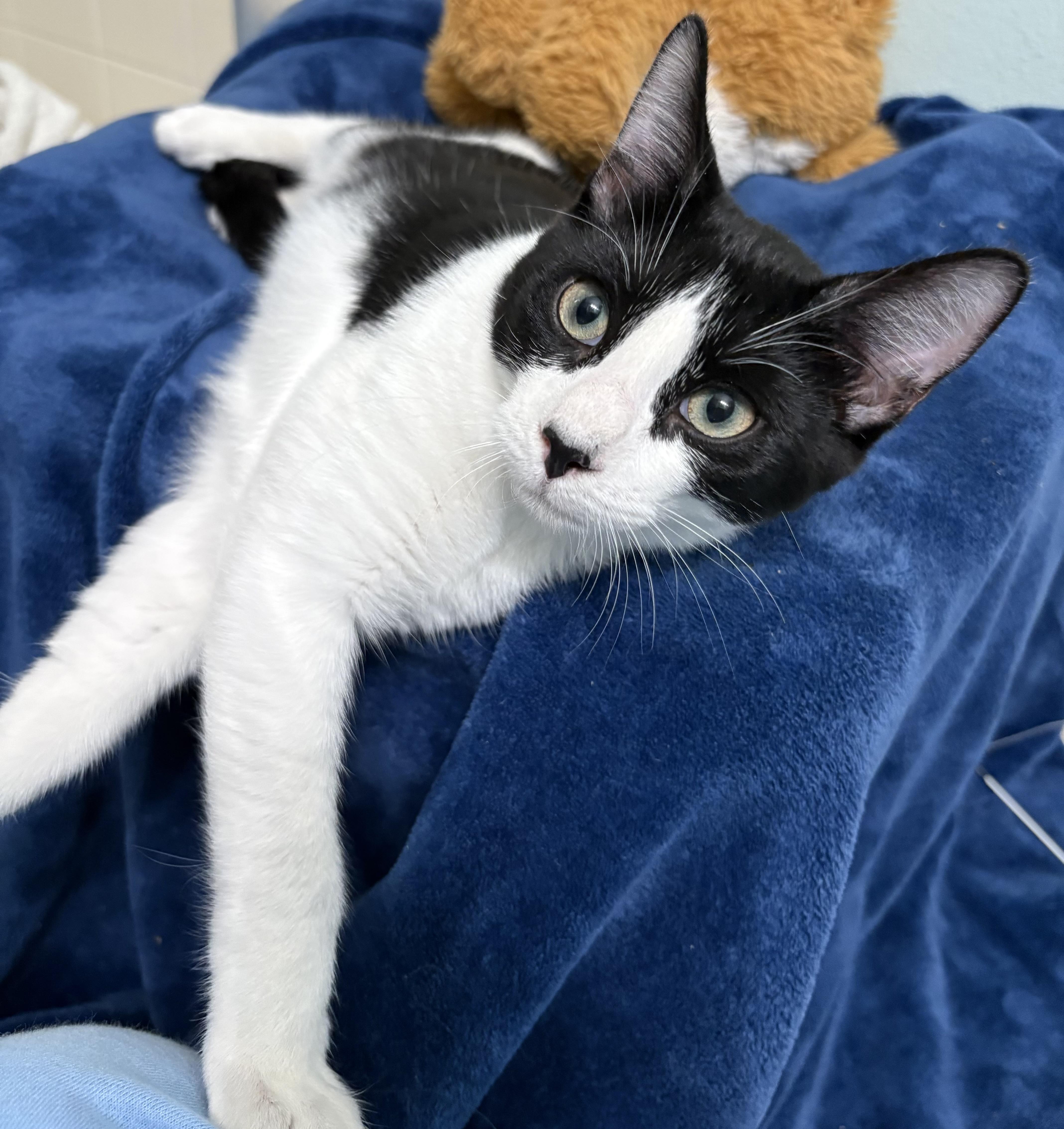 Enlarge Murray, an adopted Domestic Short Hair in Brooksville, FL image 3/5