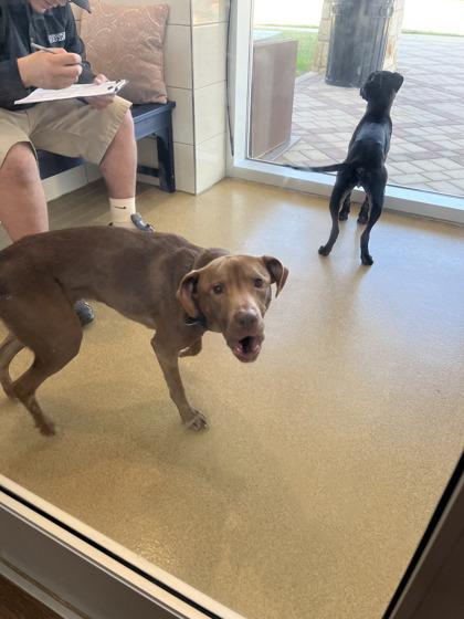 Maki, Adoptable, Adult Female Labrador Retriever & Mixed Breed.