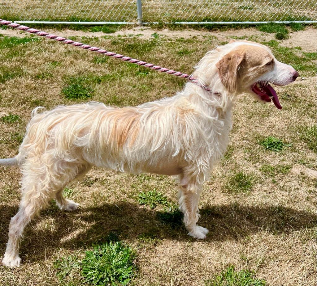 Kau'i Boy, a Adoptable mixed breed in Newberg, OR image 2/6