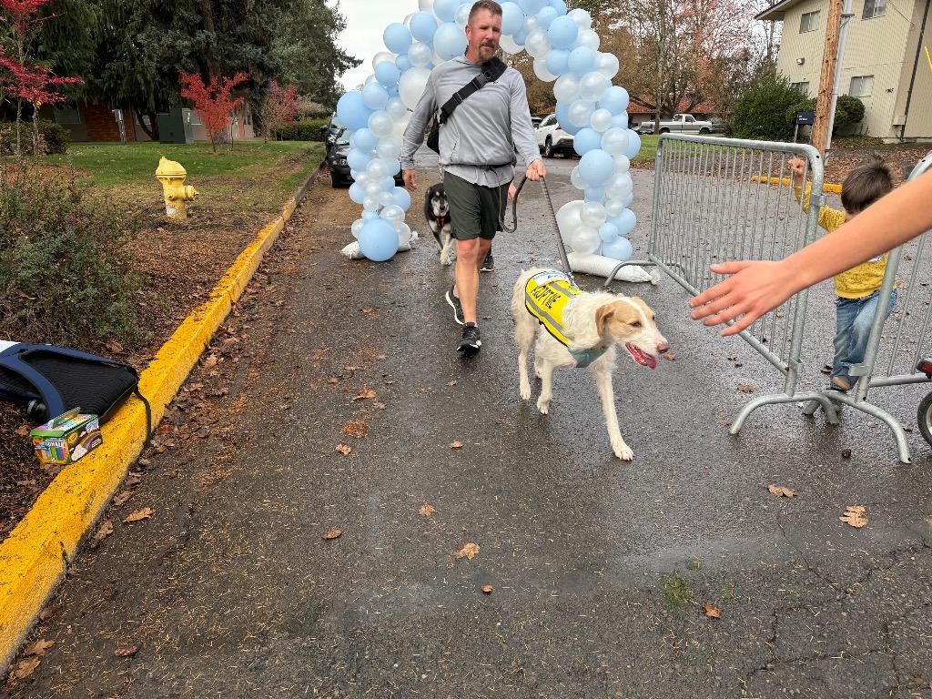 Kau'i Boy, a Adoptable mixed breed in Newberg, OR image 3/6