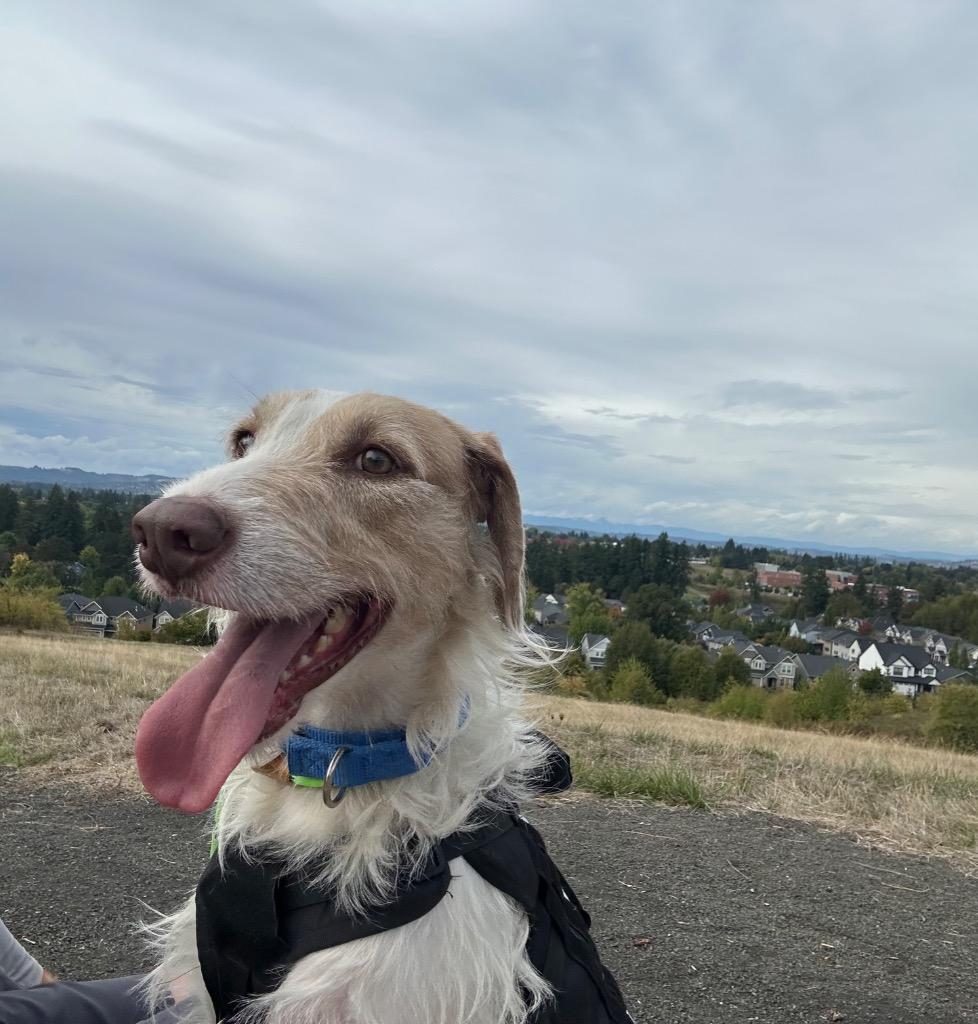 Kau'i Boy, a Adoptable mixed breed in Newberg, OR image 4/6