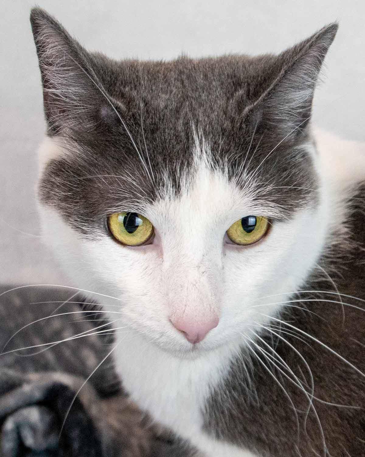 Iceman, ADOPTABLE, Adult Male Domestic Short Hair.