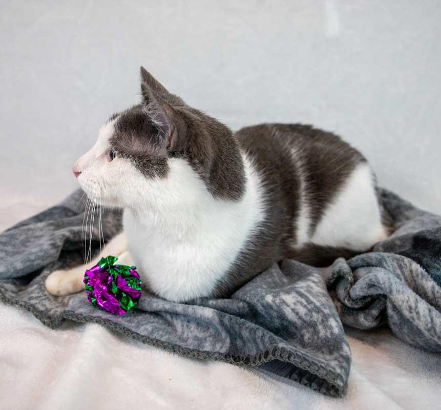 Enlarge Iceman, a ADOPTABLE Domestic Short Hair in Kennesaw, GA image 6/6