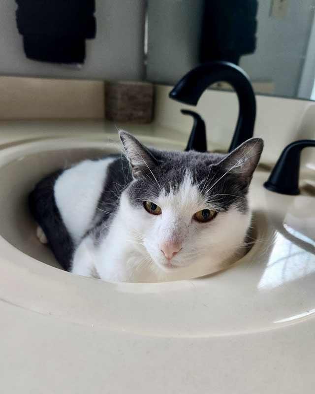 Enlarge Iceman, a ADOPTABLE Domestic Short Hair in Kennesaw, GA image 4/6