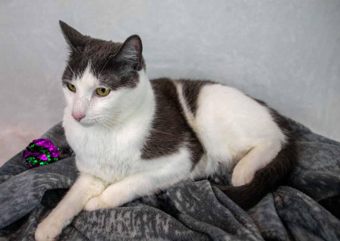 Enlarge Iceman, a ADOPTABLE Domestic Short Hair in Kennesaw, GA image 2/6