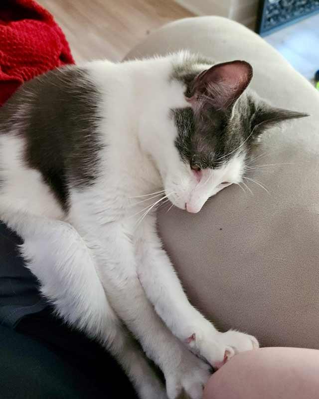 Enlarge Iceman, a ADOPTABLE Domestic Short Hair in Kennesaw, GA image 5/6