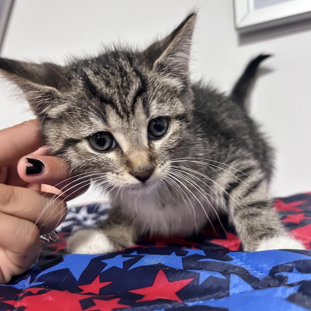Enlarge Batista, a Adoptable Domestic Short Hair in Fredericksburg, VA image 1/1