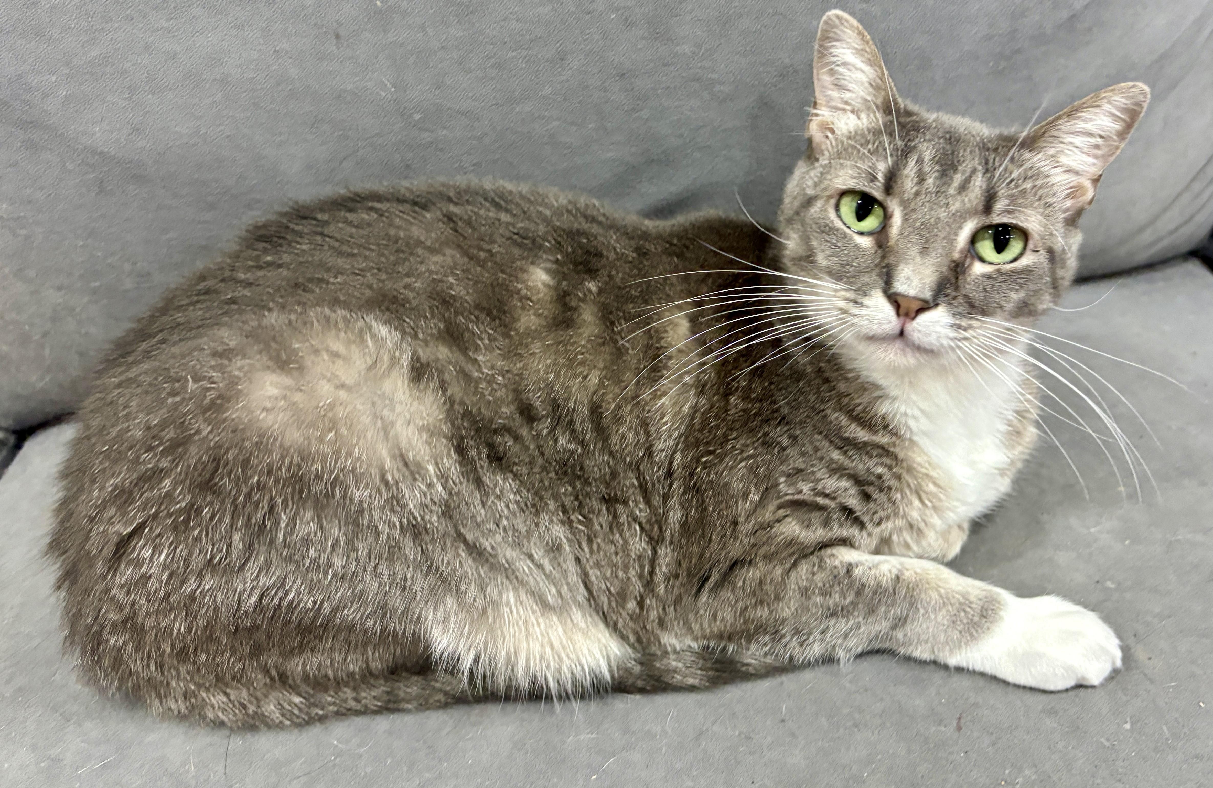 Enlarge Graycie, a Adoptable Domestic Short Hair in Dover, DE image 2/5