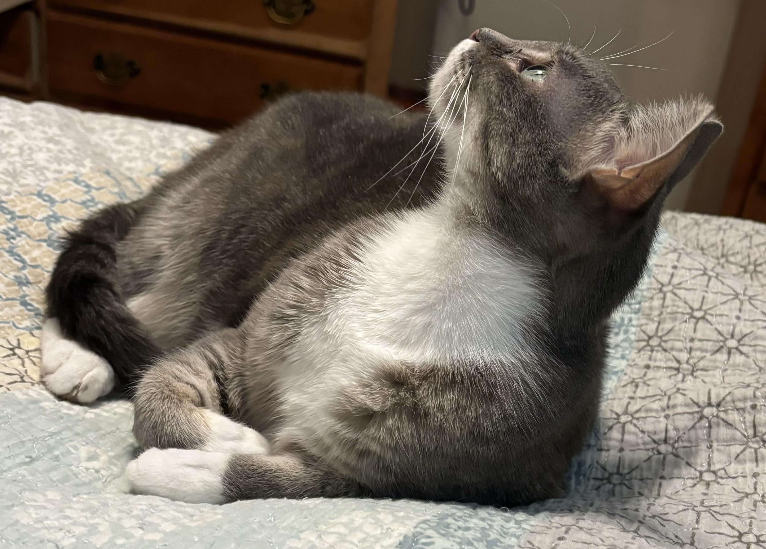Graycie