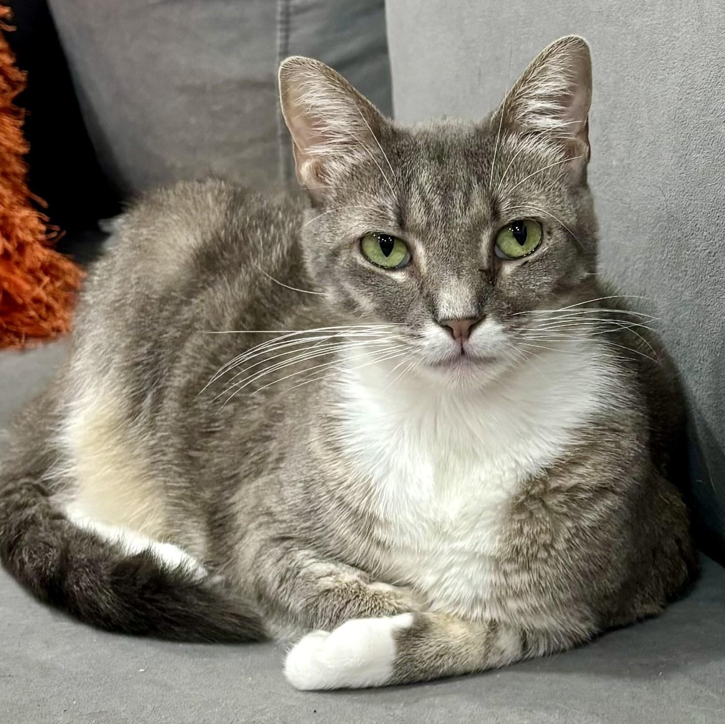 Graycie, Adoptable, Adult Female Domestic Short Hair.