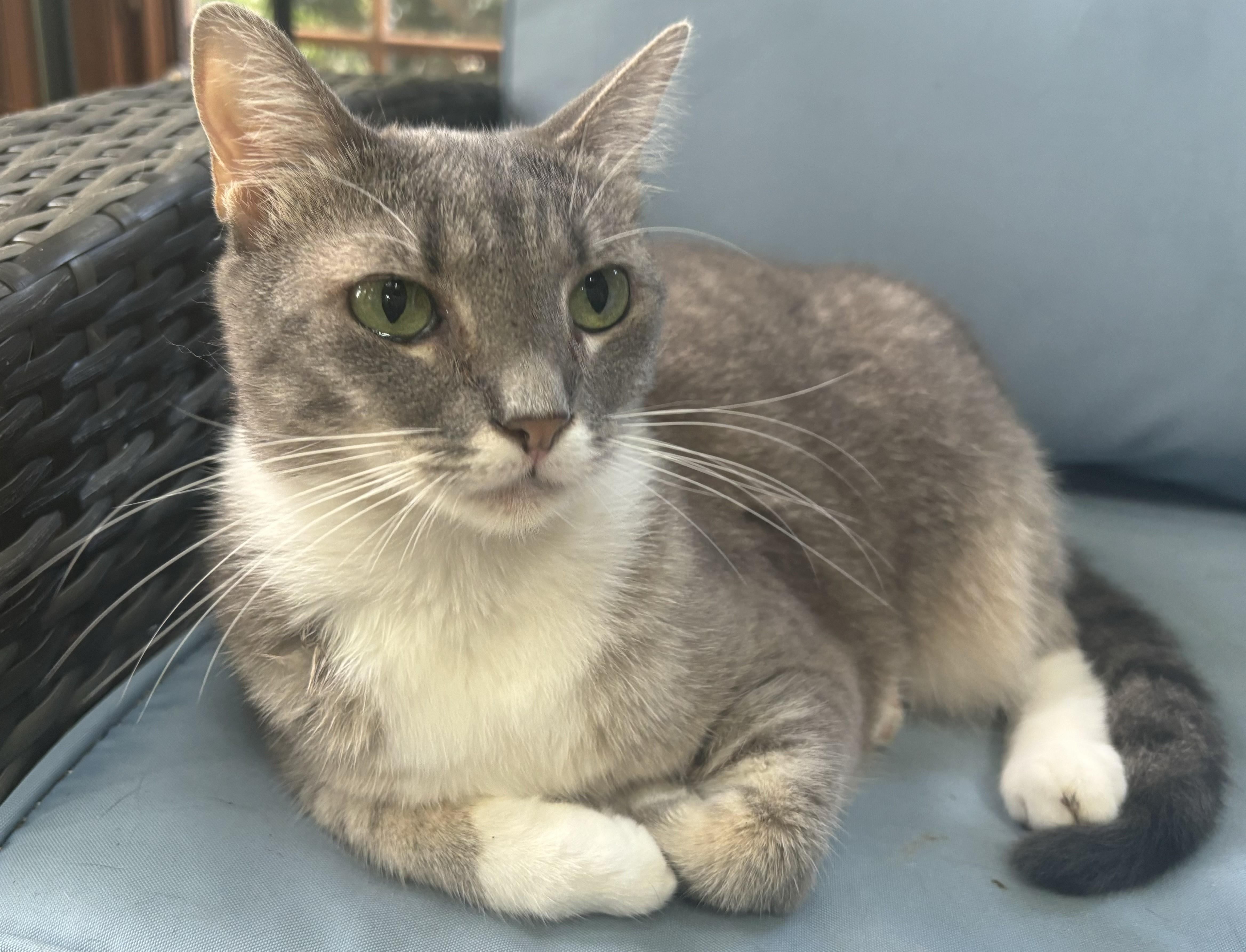 Enlarge Graycie, a Adoptable Domestic Short Hair in Dover, DE image 5/5