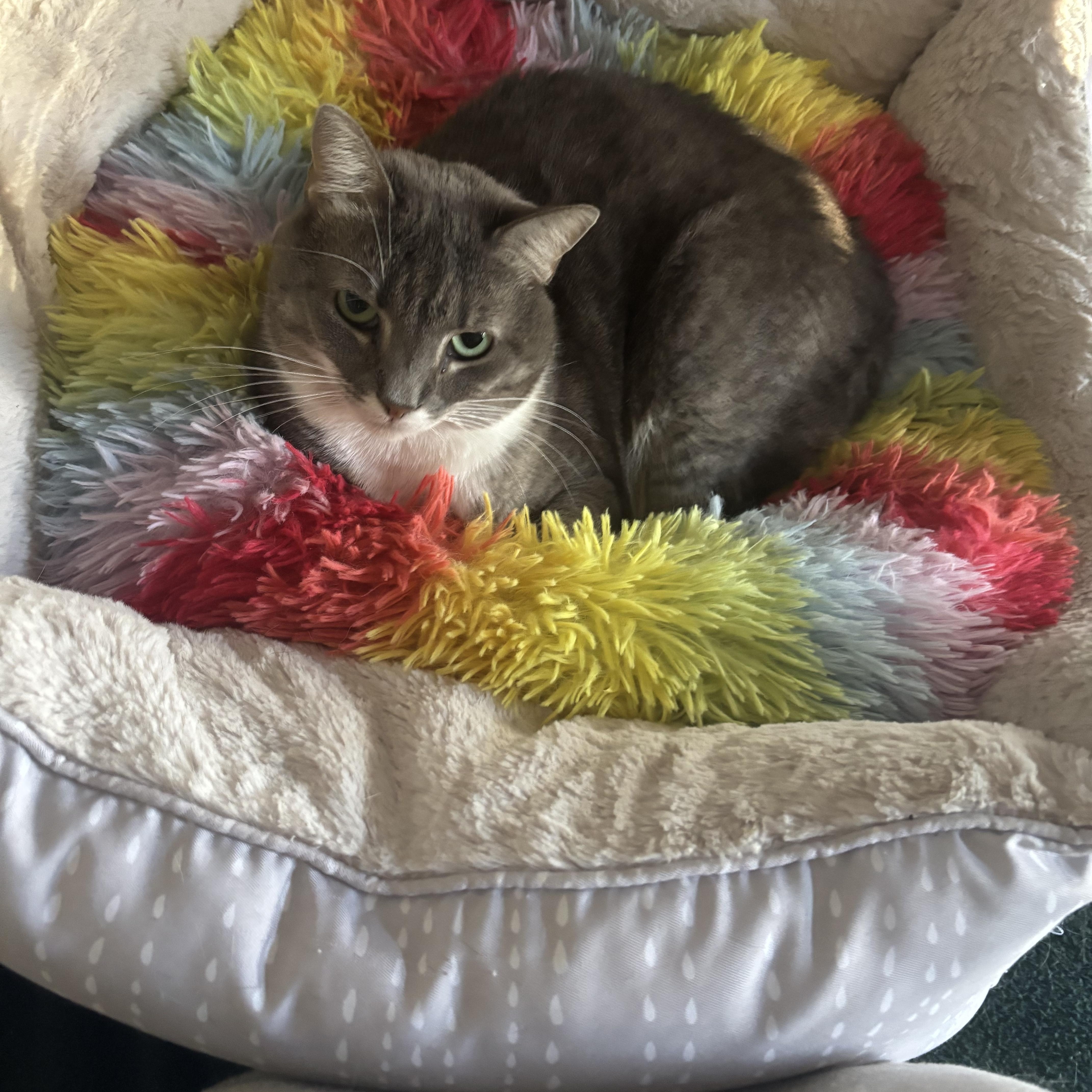 Enlarge Graycie, a Adoptable Domestic Short Hair in Dover, DE image 1/5