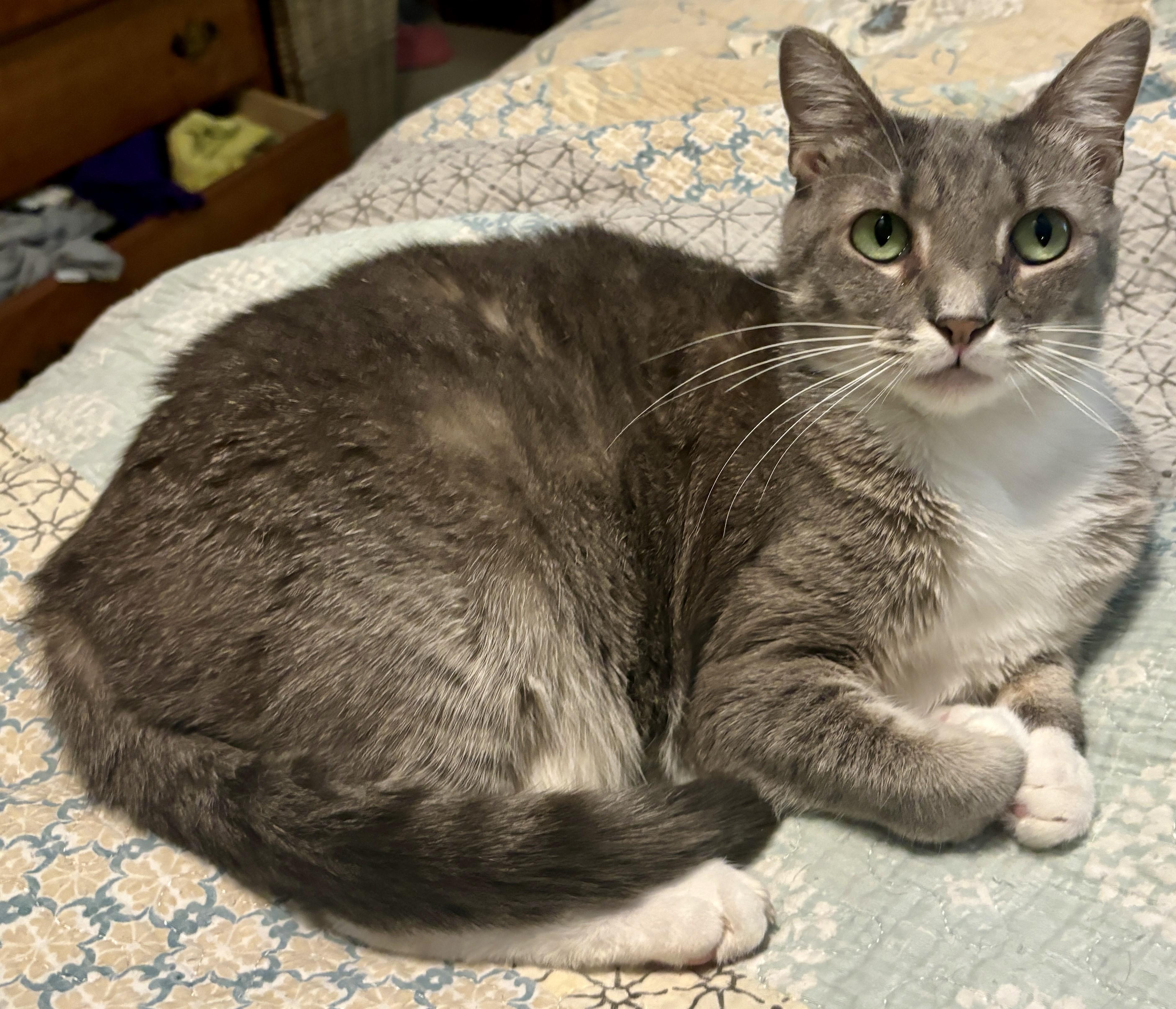 Enlarge Graycie, a Adoptable Domestic Short Hair in Dover, DE image 4/5