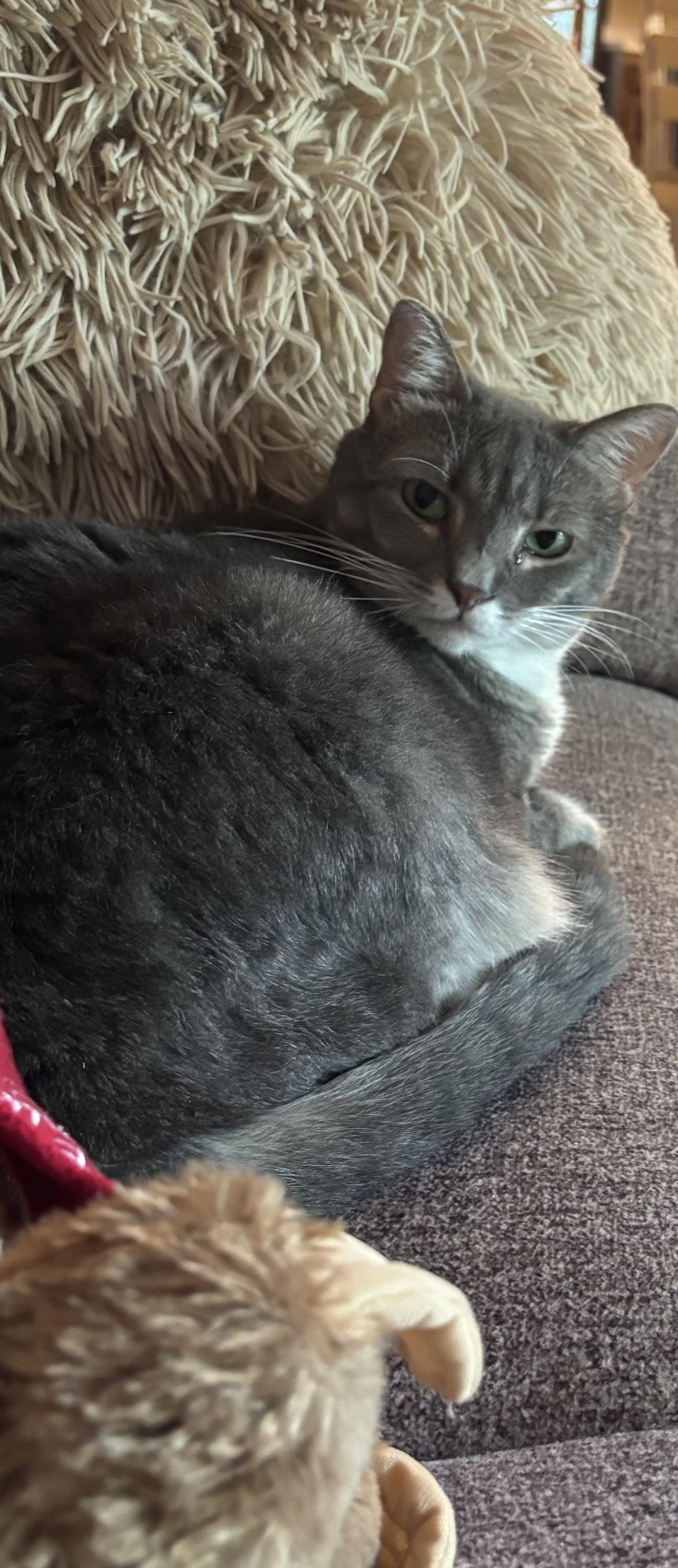 Enlarge Graycie, a Adoptable Domestic Short Hair in Dover, DE image 5/5