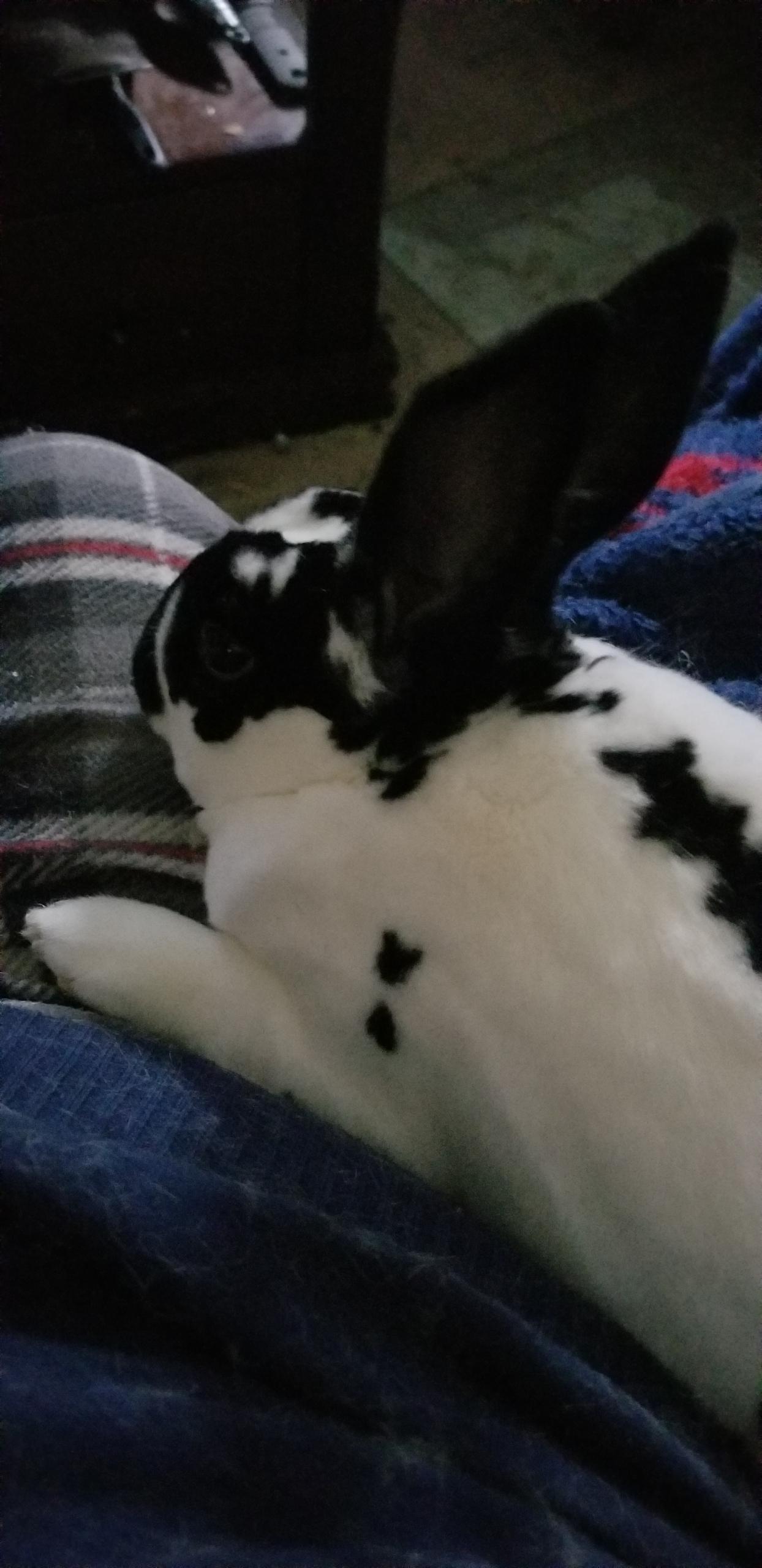 Enlarge Russell, a Adoptable Mini Rex in Omaha, NE image 2/2