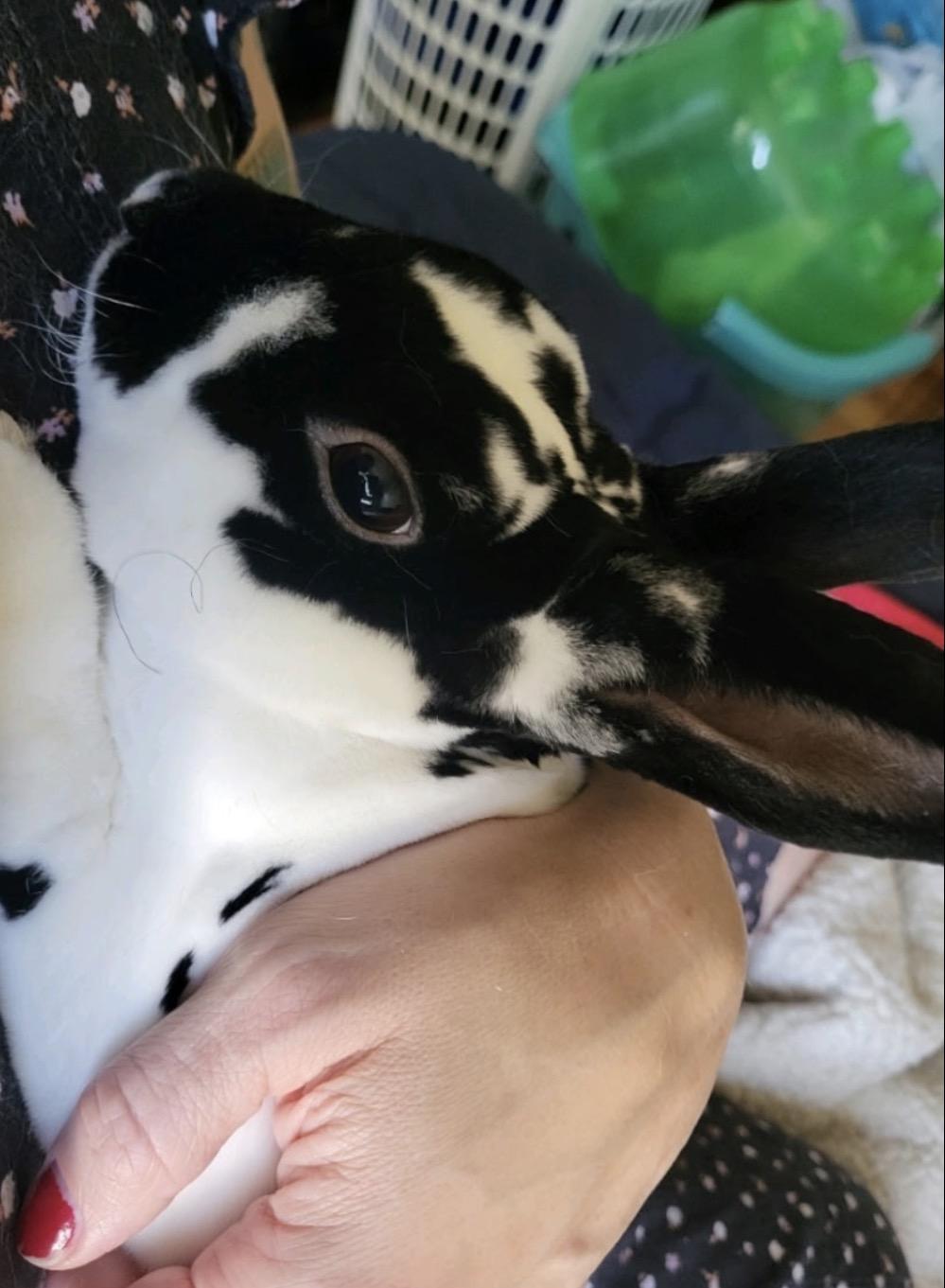 Enlarge Russell, a Adoptable Mini Rex in Omaha, NE image 1/2