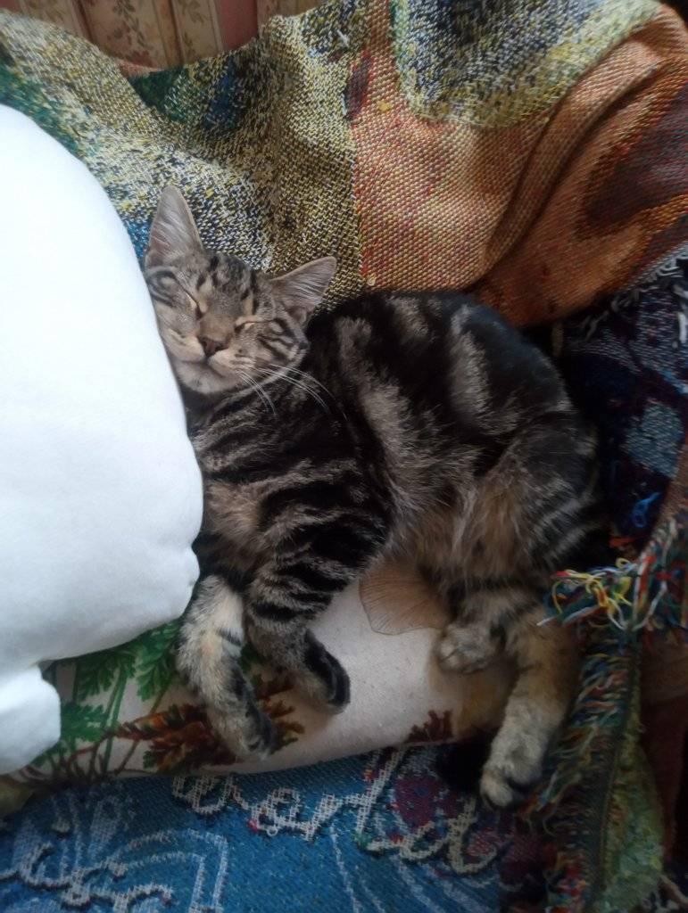 Enlarge Clyde, a Adoptable Domestic Short Hair in Scotland Neck, NC image 1/4