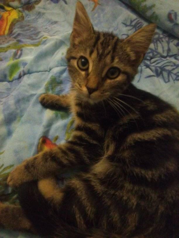 Enlarge Clyde, a Adoptable Domestic Short Hair in Scotland Neck, NC image 3/4