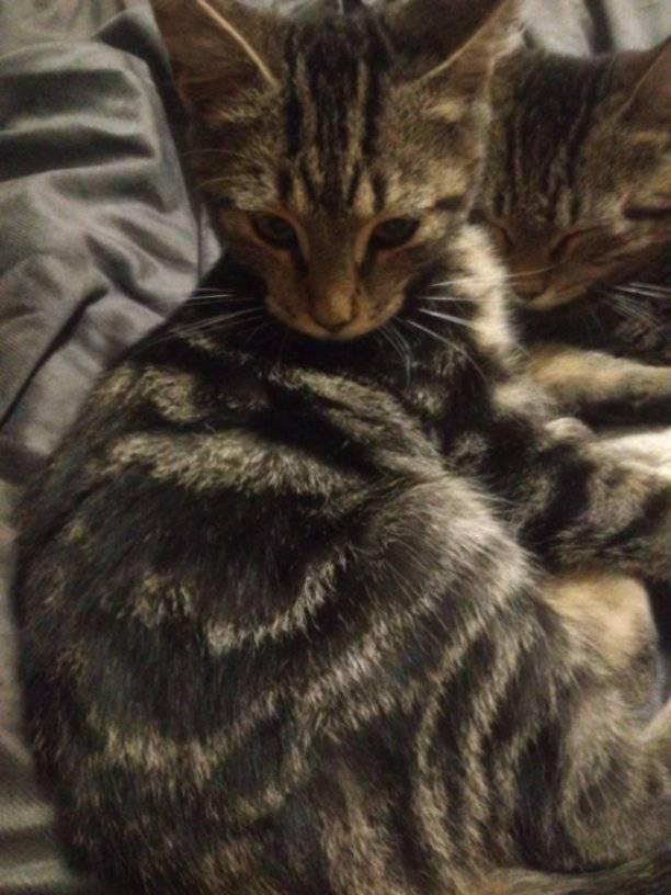 Enlarge Clyde, a Adoptable Domestic Short Hair in Scotland Neck, NC image 4/4