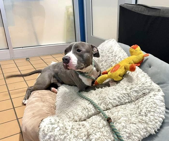 Constantine, a ADOPTABLE Pit Bull Terrier in Chicago, IL image 1/5