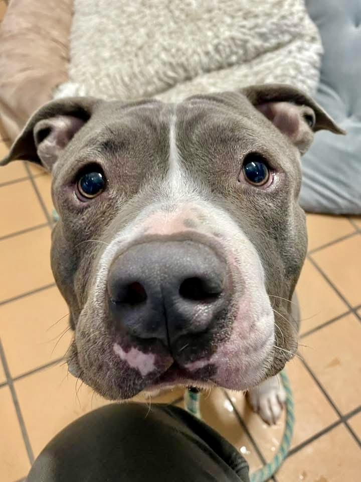 Constantine, a ADOPTABLE Pit Bull Terrier in Chicago, IL image 2/5
