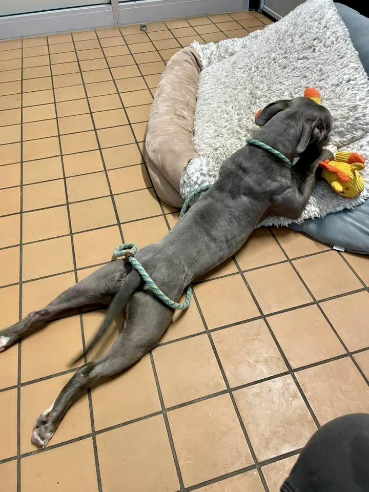 Constantine, a ADOPTABLE Pit Bull Terrier in Chicago, IL image 3/5