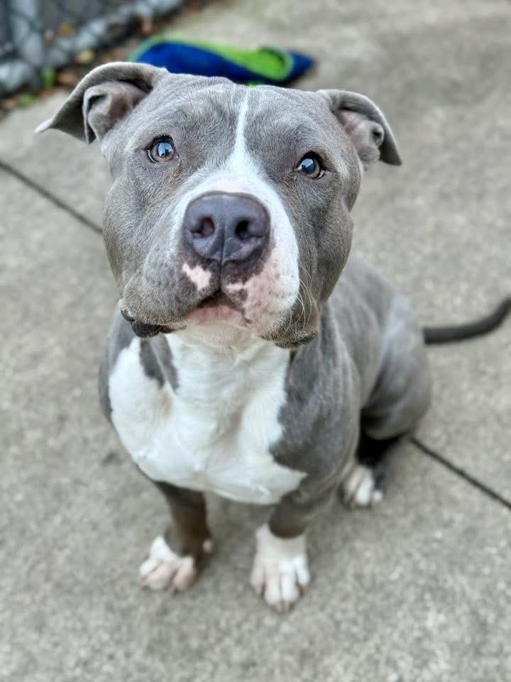 Constantine, a ADOPTABLE Pit Bull Terrier in Chicago, IL image 4/5