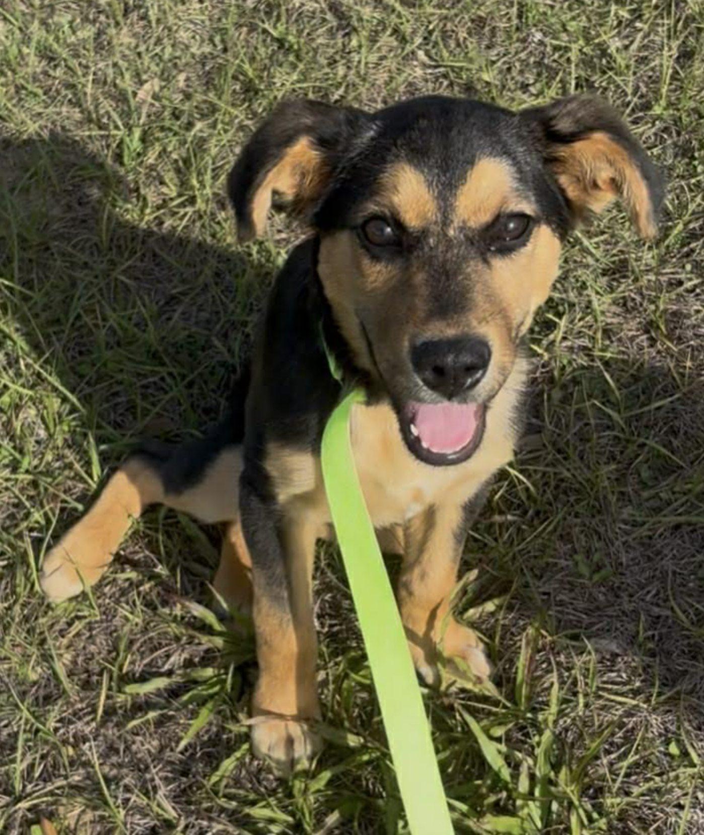 Trooper, ADOPTABLE, Puppy Male Shepherd.