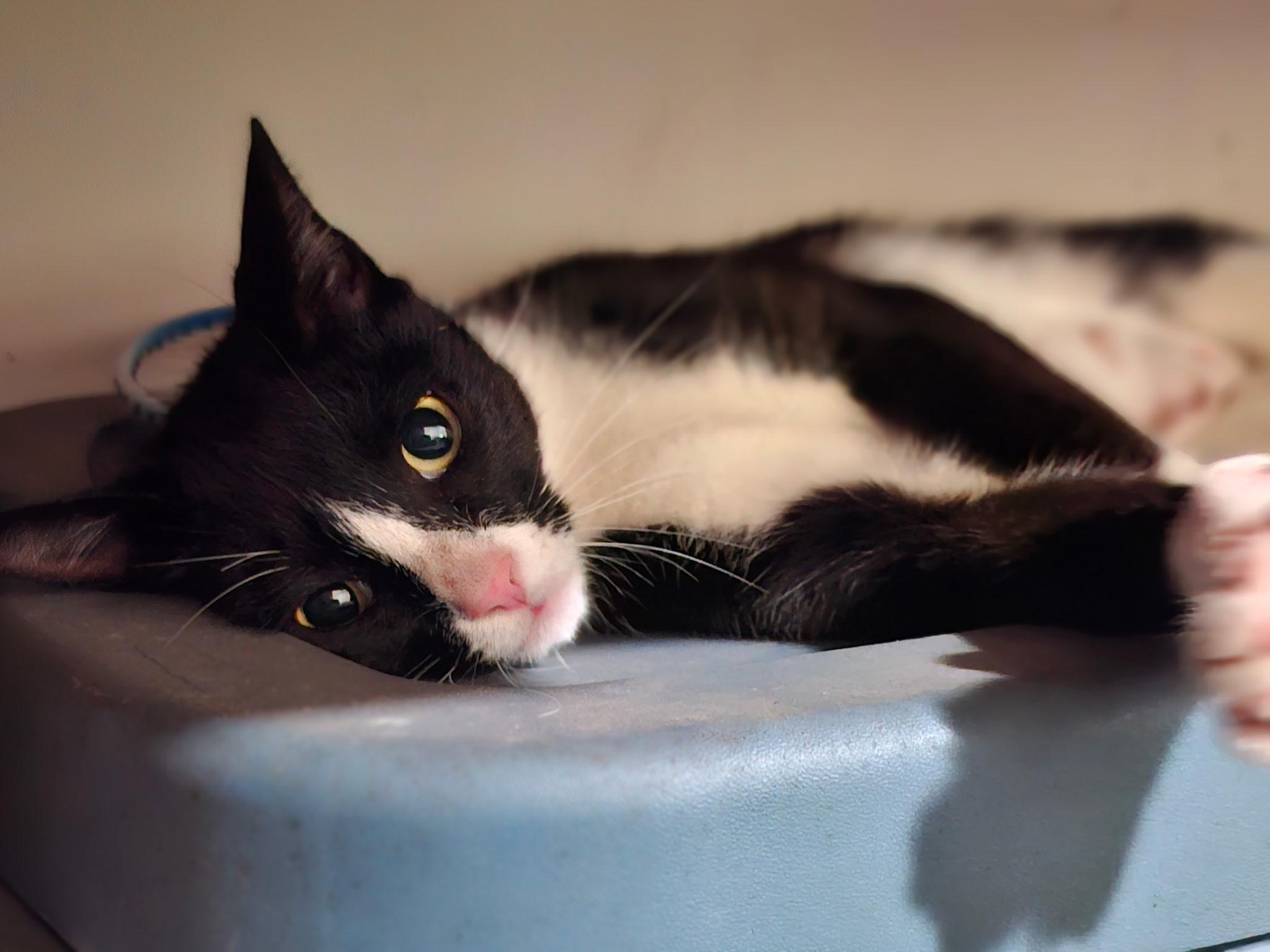 Enlarge Juliette- Your New Best Friend, a Adoptable American Shorthair in Bath, ME image 5/6