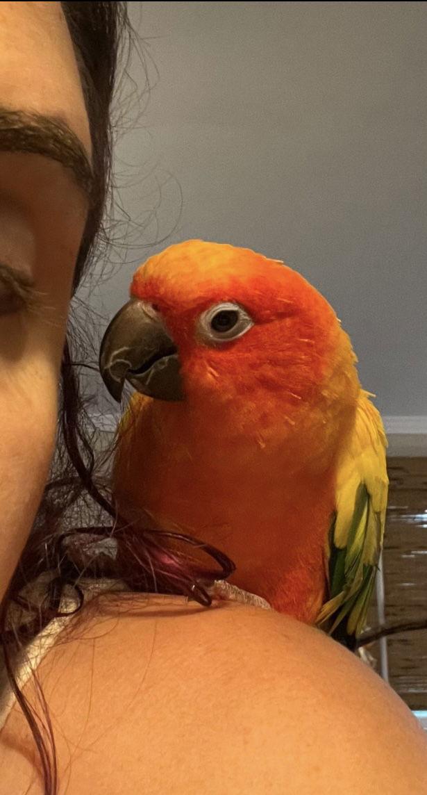Mango, Adoptable, Adult Male Conure.
