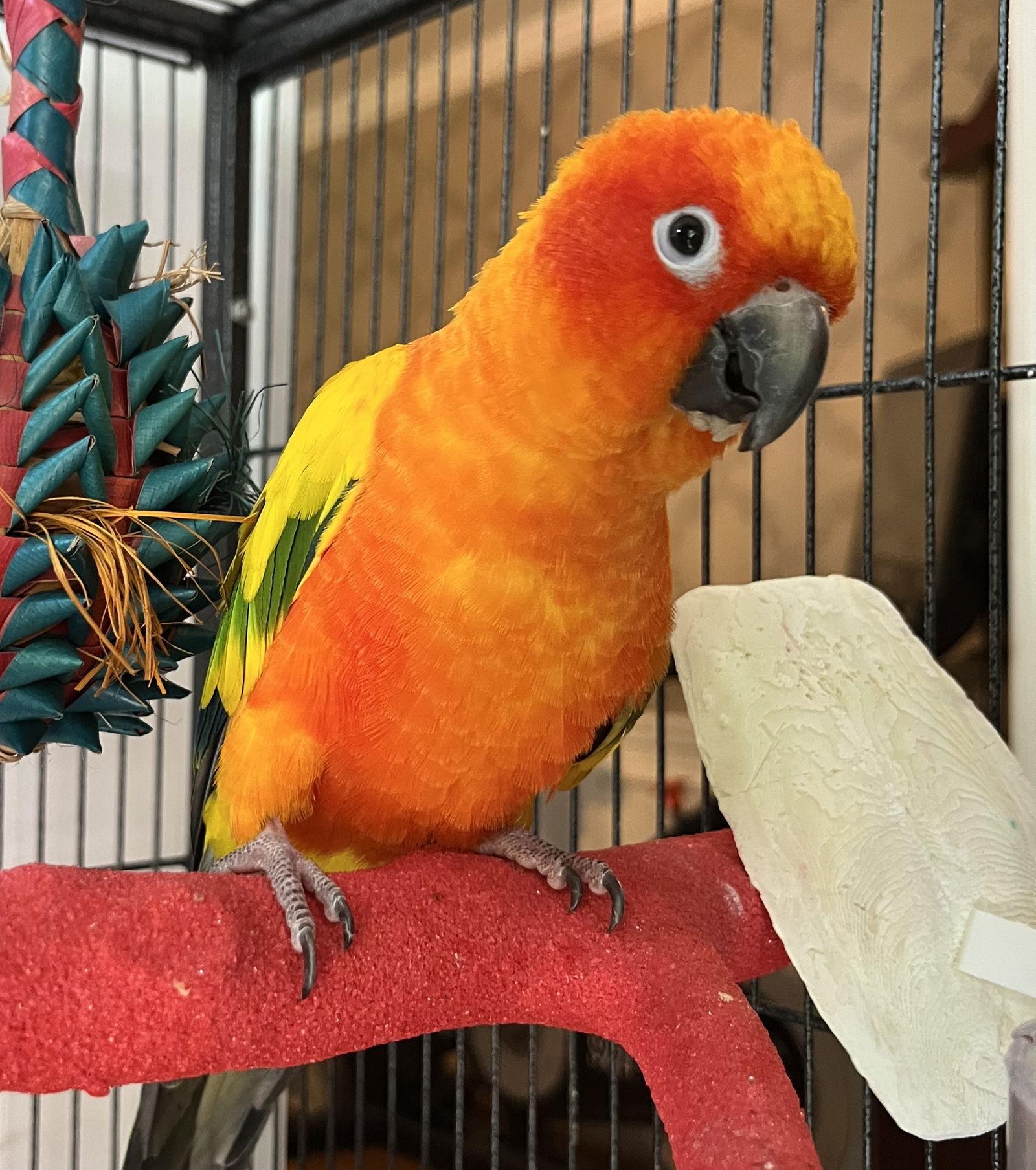 Enlarge Mango, a Adoptable Conure in Belford, NJ image 2/3