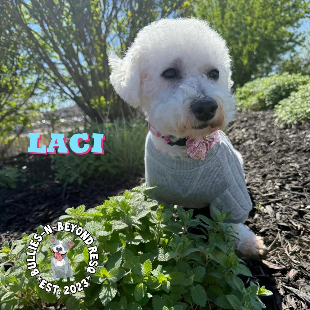 Laci, Adoptable, Adult Female Bichon Frise.