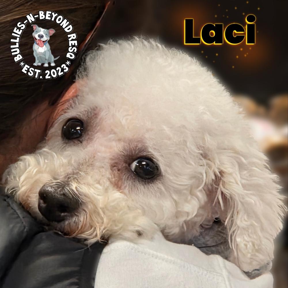 Enlarge Laci, a Adoptable Bichon Frise in Omaha, NE image 2/6