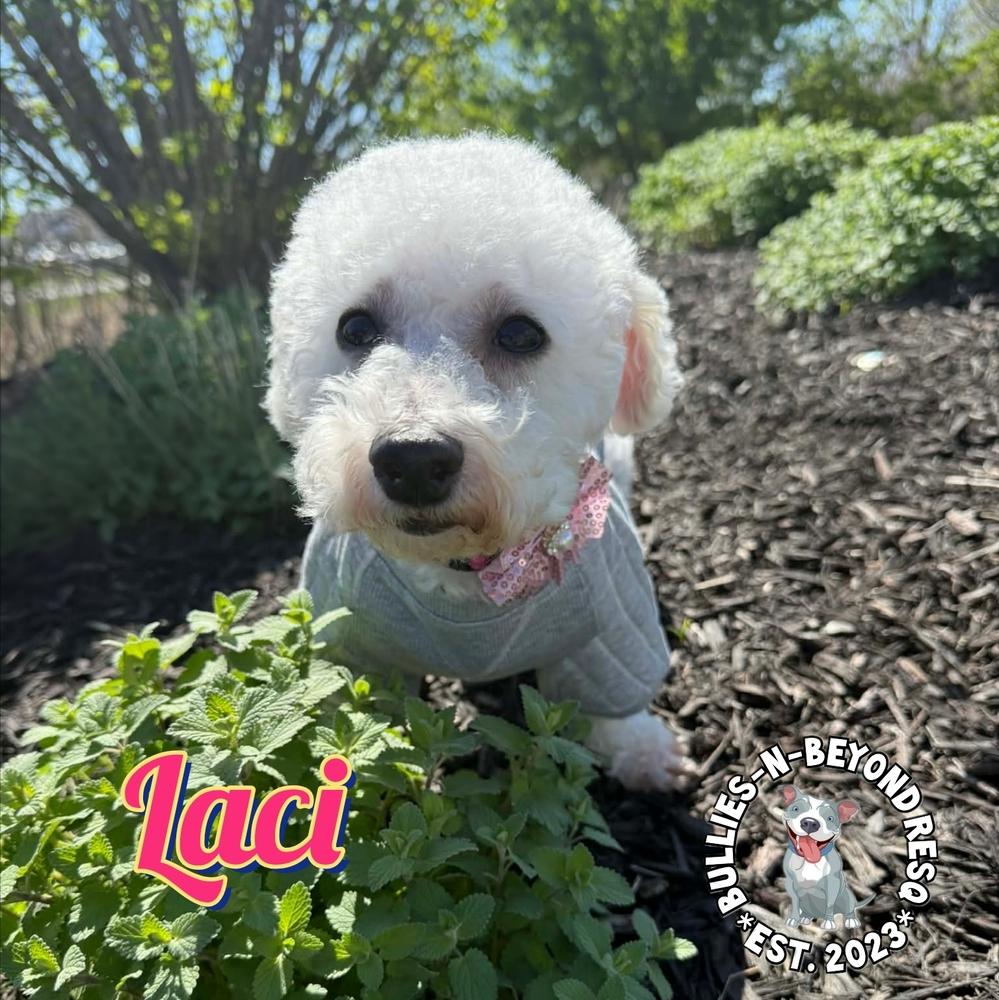 Enlarge Laci, a Adoptable Bichon Frise in Omaha, NE image 3/6