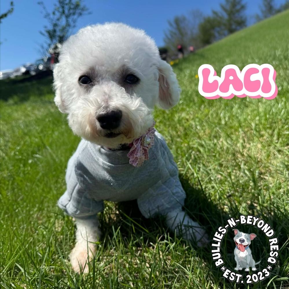 Enlarge Laci, a Adoptable Bichon Frise in Omaha, NE image 4/6