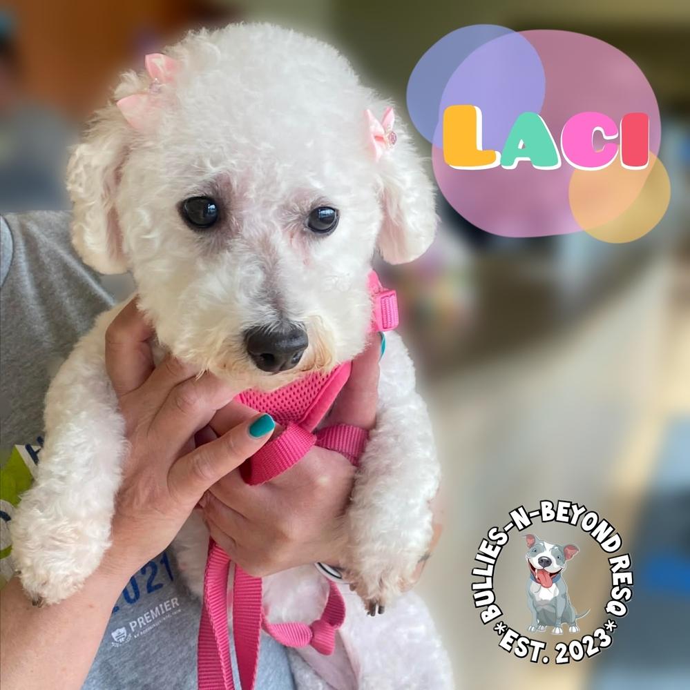 Enlarge Laci, a Adoptable Bichon Frise in Omaha, NE image 5/6