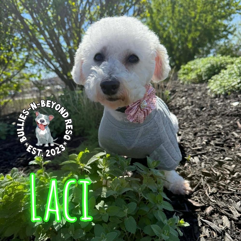 Enlarge Laci, a Adoptable Bichon Frise in Omaha, NE image 6/6