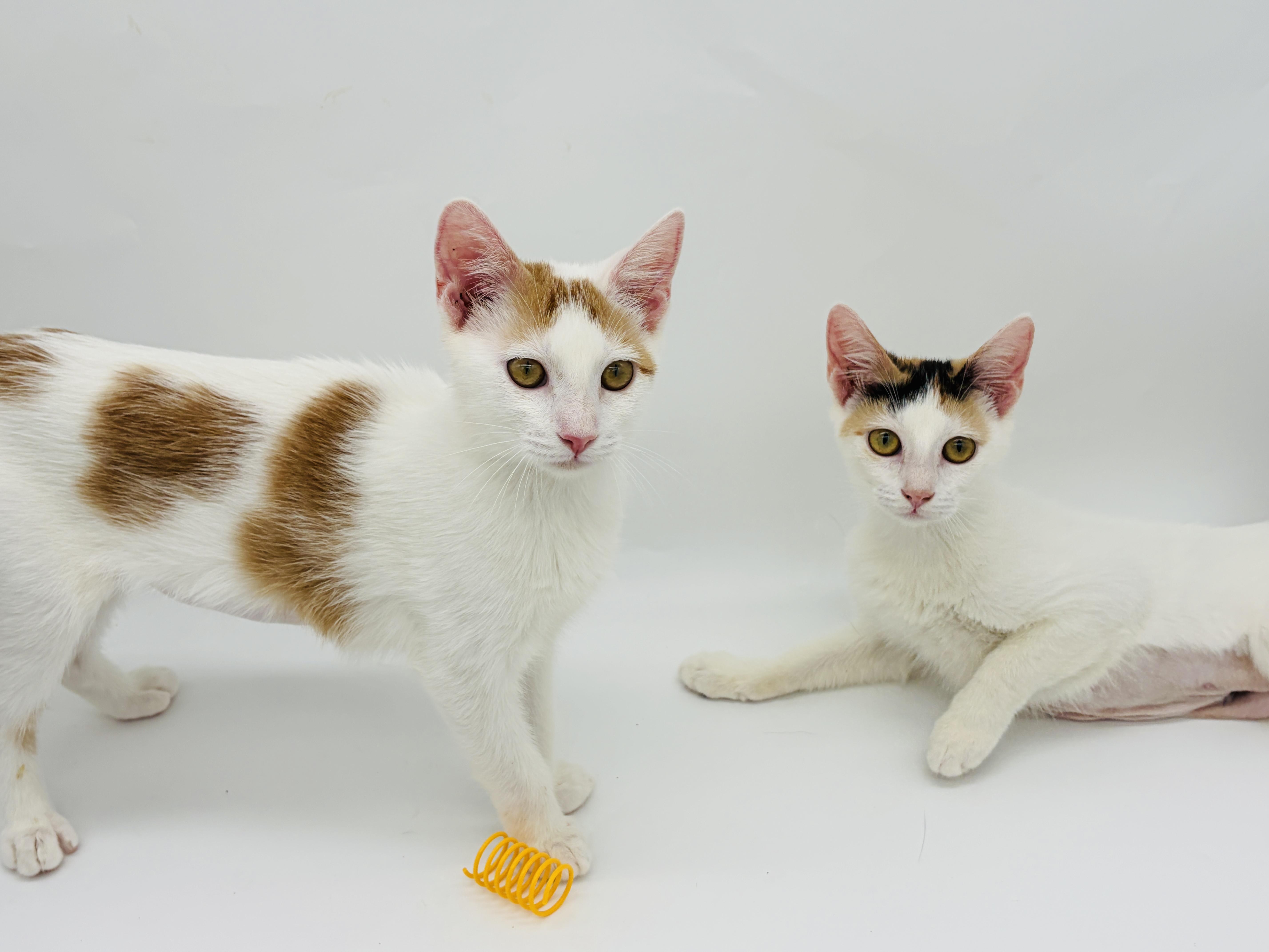 Enlarge Heartly & Harbor (watch video), a Adoptable mixed breed in Bedminster, NJ image 5/6
