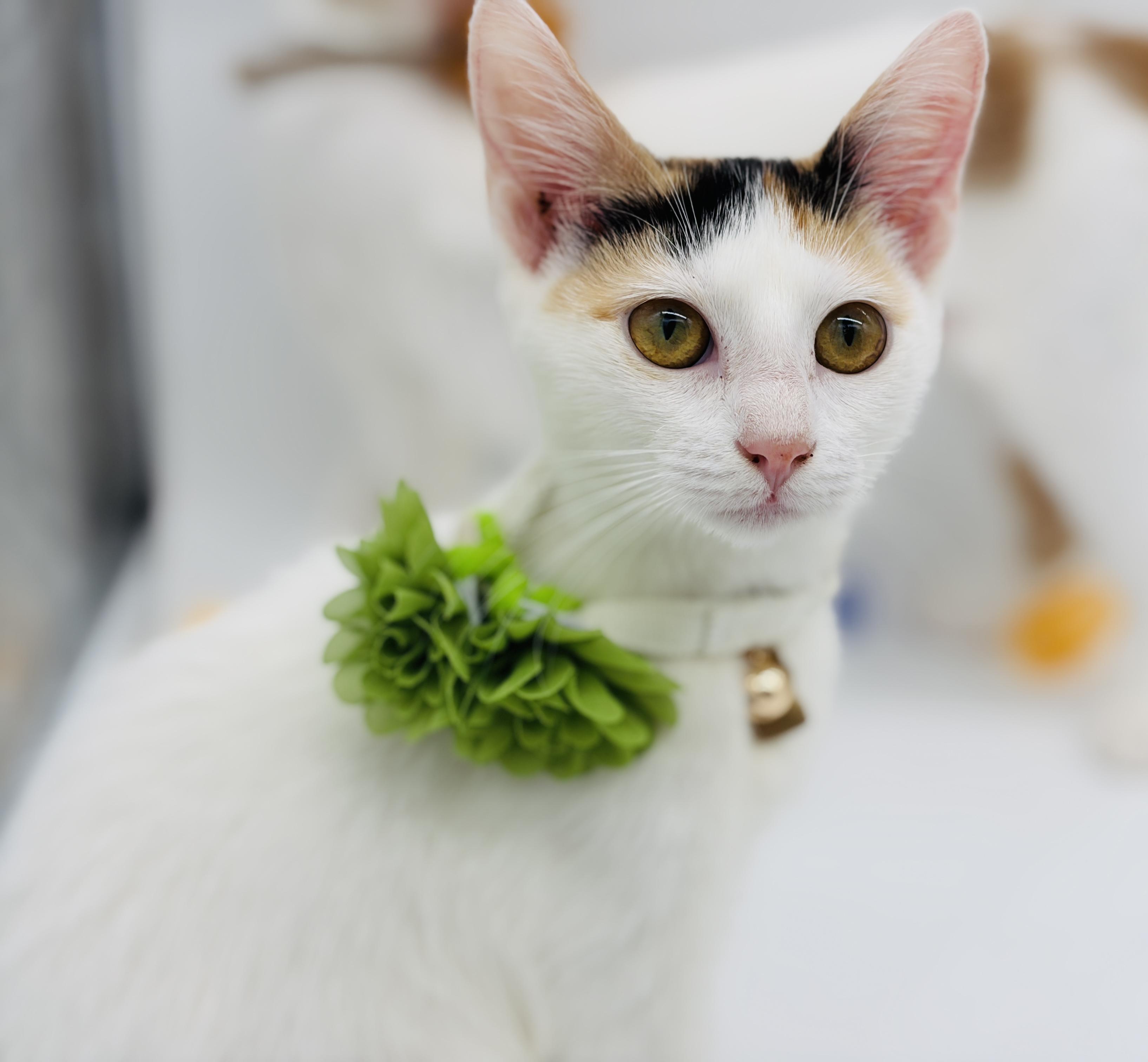 Enlarge Heartly & Harbor (watch video), a Adoptable mixed breed in Bedminster, NJ image 4/6