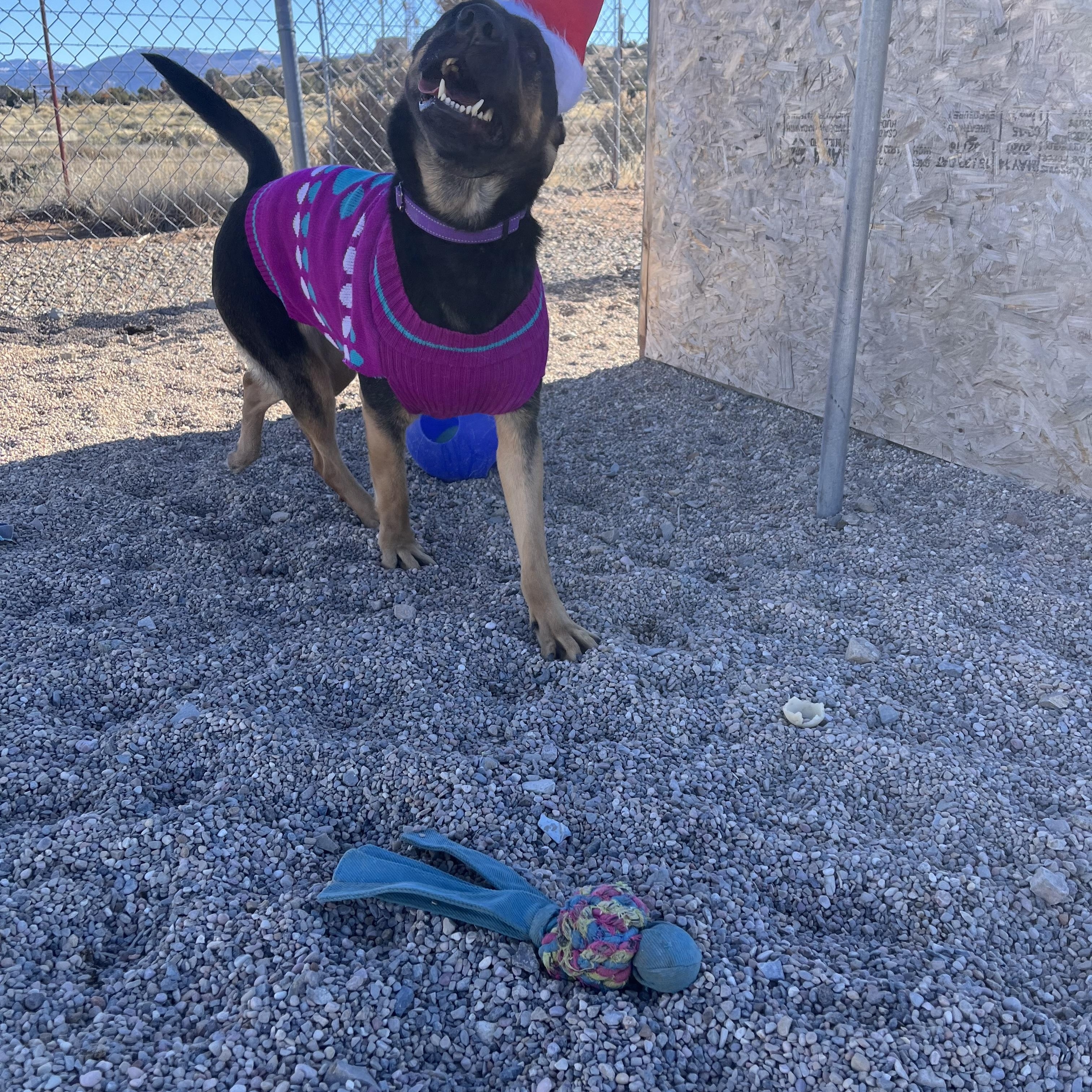 Enlarge Harley, a Adoptable mixed breed in Cedar City, UT image 1/2