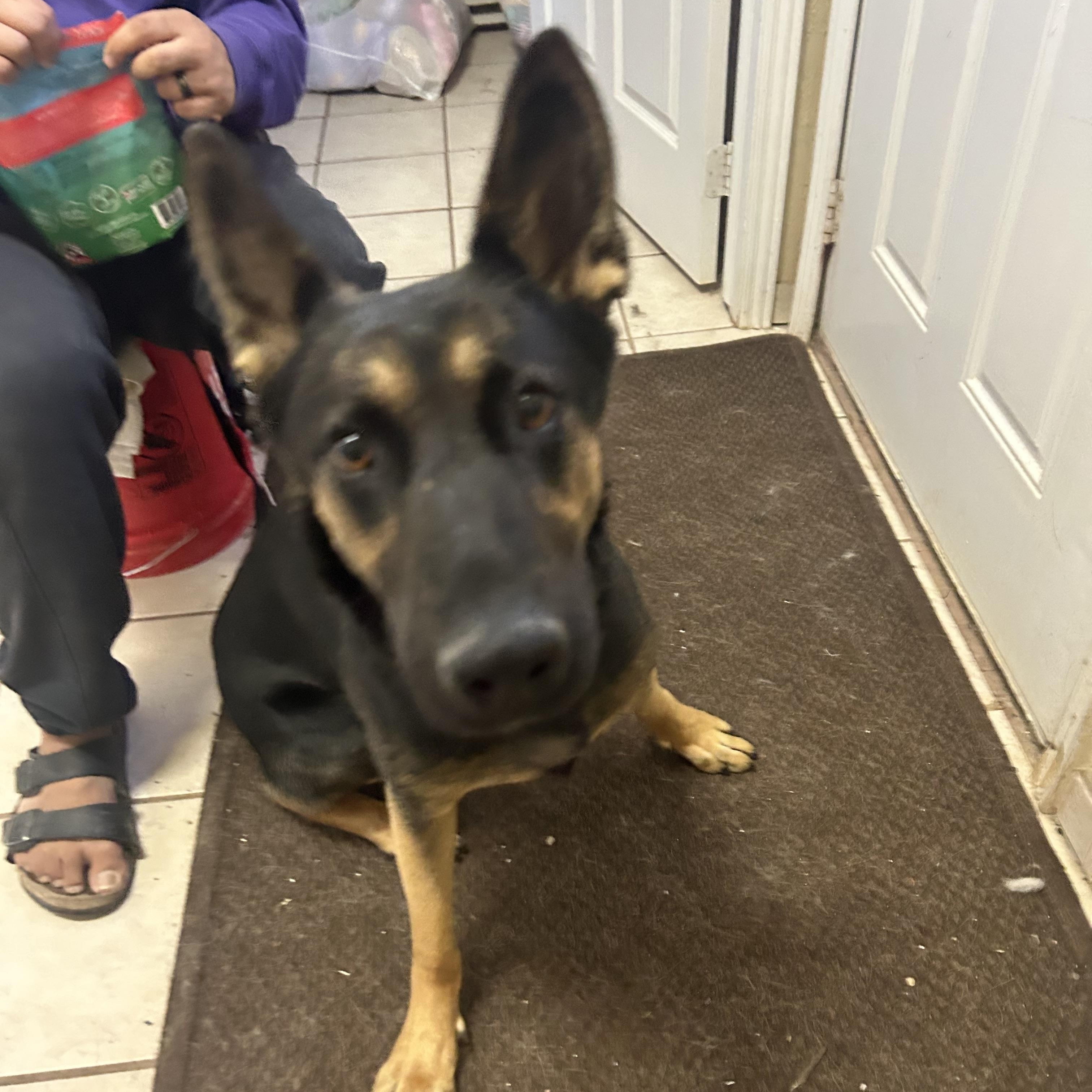 Harley, Adoptable, Adult Female German Shepherd Dog & Belgian Shepherd / Malinois.
