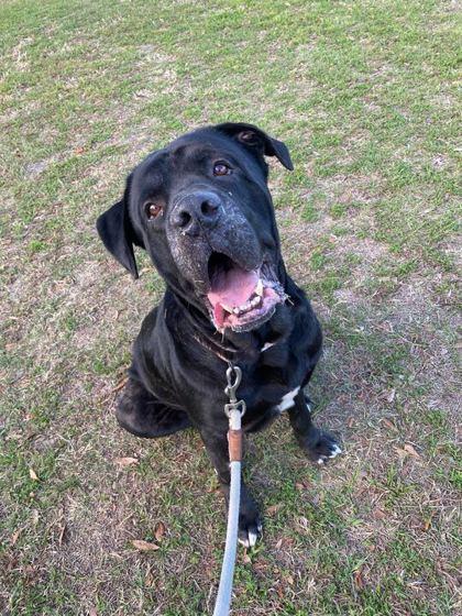 Enlarge Goliath - 2, a Adoptable Cane Corso in Daytona Beach, FL image 1/2