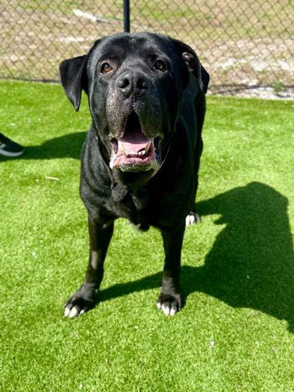 Enlarge Goliath - 2, a Adoptable Cane Corso in Daytona Beach, FL image 2/2