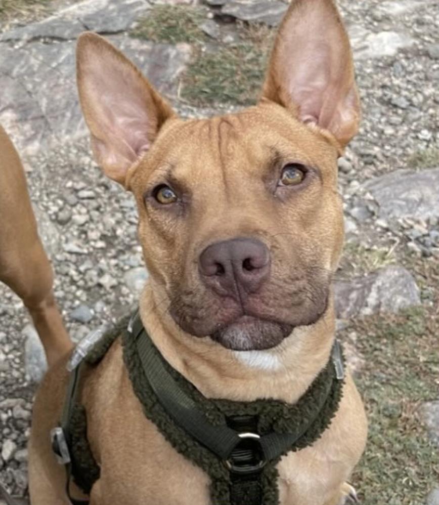 Ben, ADOPTABLE, Young Male Vizsla.