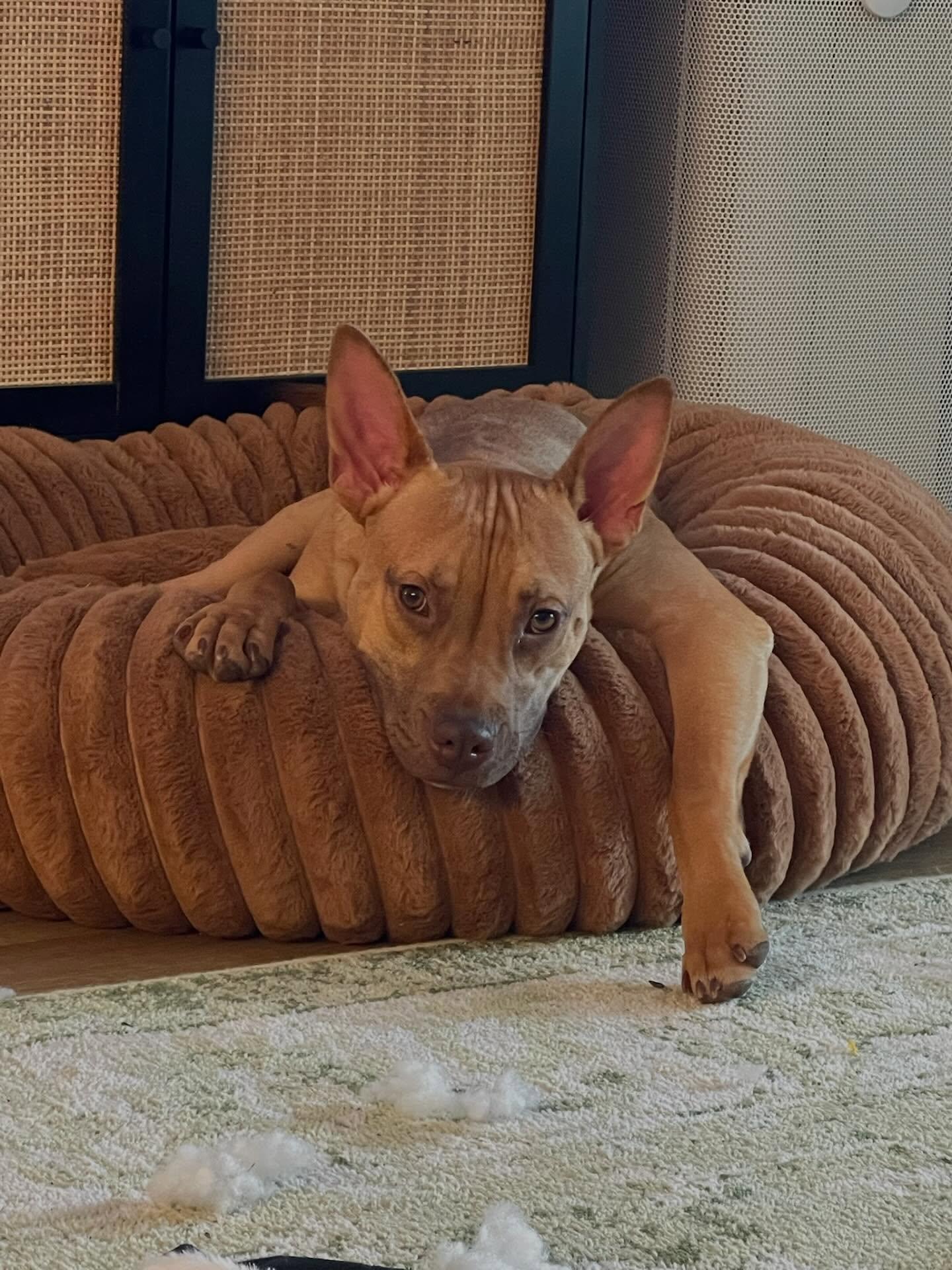 Enlarge Ben, a ADOPTABLE mixed breed in Commerce City, CO image 6/6