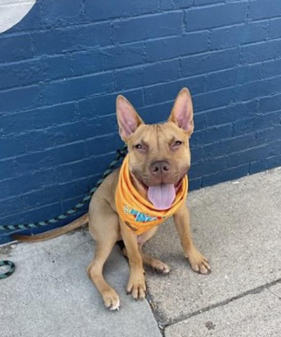 Enlarge Ben, a ADOPTABLE mixed breed in Commerce City, CO image 4/6