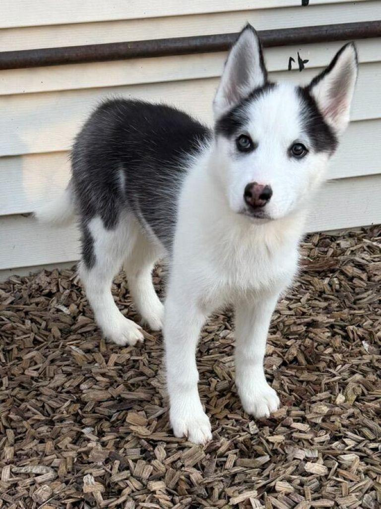 Enlarge Gemma, an adopted Siberian Husky in East Hartford, CT image 2/5