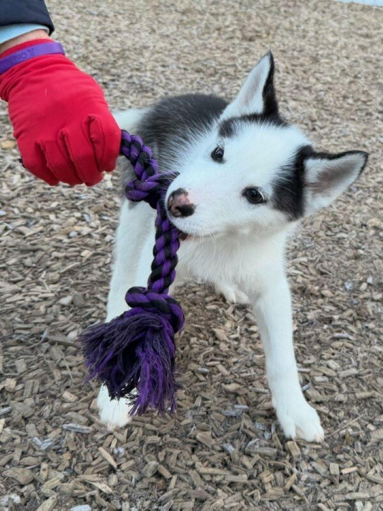 Enlarge Gemma, an adopted Siberian Husky in East Hartford, CT image 4/5