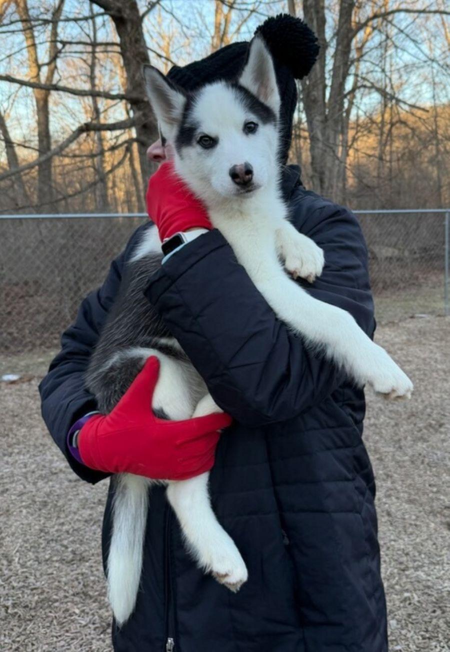 Enlarge Gemma, an adopted Siberian Husky in East Hartford, CT image 5/5
