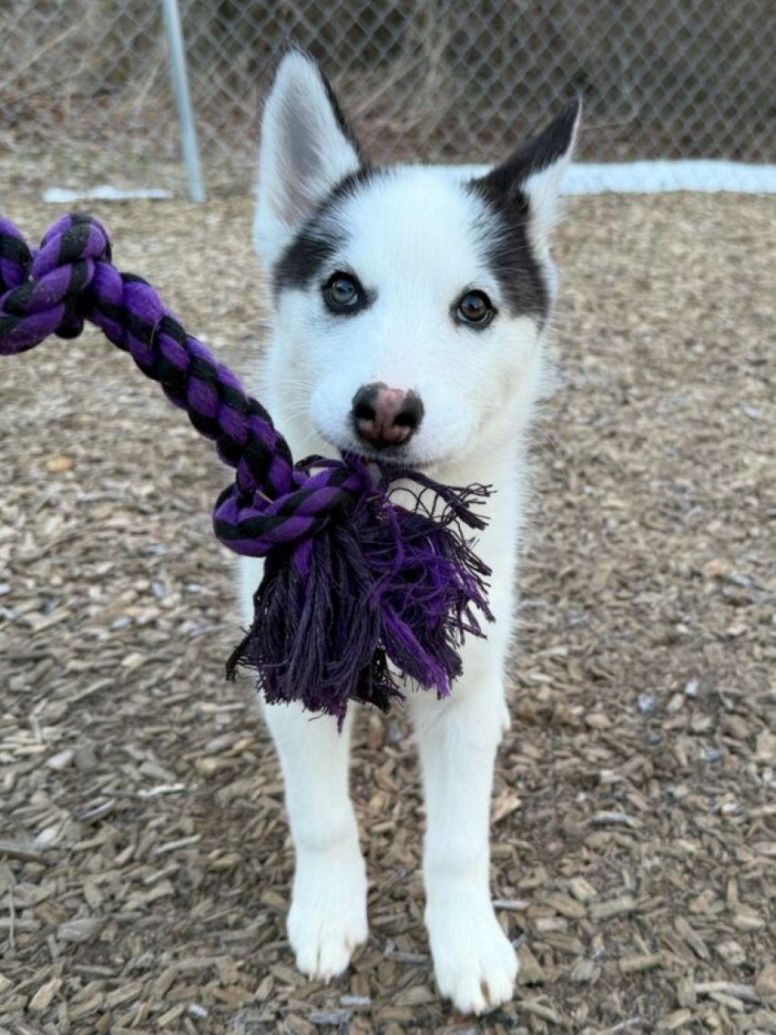 Enlarge Gemma, an adopted Siberian Husky in East Hartford, CT image 3/5